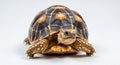 Close-up of a tortoise walking with head raised and detailed shell pattern visible on white background Royalty Free Stock Photo
