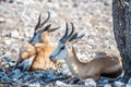 A close up view towards a Springbok in the Etosha National Park in Namibia