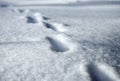 Close up view of the tracks of a cat in deep freshly fallen soft snow in winter Royalty Free Stock Photo