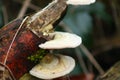 Close-up view of Trametes pubescens fungus growing on a wooden stick