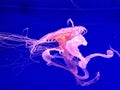 Close up view of transparent pink jellyfish swimming in the blue pool of an aquarium. Sea life, sea background Royalty Free Stock Photo