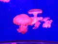 Close up view of transparent pink jellyfish swimming in the blue pool of an aquarium. Sea life, sea background Royalty Free Stock Photo