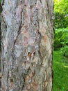 Detail of Tree Bark at Embro Conservation Area Royalty Free Stock Photo