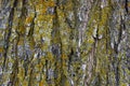 Close up view of tree bark with lichen on it Royalty Free Stock Photo