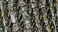 Close up view of a tree bark with rough textured surface and grooves Royalty Free Stock Photo