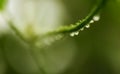 Blurry of tree branch full of shining rain drops in garden. Royalty Free Stock Photo