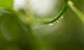 Blurry of tree branch full of shining rain drops in garden. Royalty Free Stock Photo