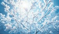 A close-up view of tree branches with frost, illuminated by soft winter sunlight against a blue sky Royalty Free Stock Photo