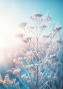 A close-up view of tree branches with frost, illuminated by soft winter sunlight against a blue sky