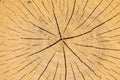 Close-up view of tree rings and splits on the cut face of a tree showcasing growth patterns and natural textures Royalty Free Stock Photo