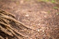 Close-up view of tree root in the forest