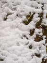 Close up view of tree trunk covered with fresh snow. Winter forest background Royalty Free Stock Photo