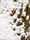 Close up view of tree trunk covered with fresh snow. Winter forest background Royalty Free Stock Photo