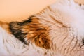 Close up view of tricolor cat fur. White and brown natural cat hair. Beautiful cat fur as texture and background. Royalty Free Stock Photo