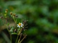 Close up view of tridax procumbens or tridax daisy is a type of weed.