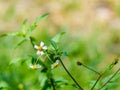 Close up view of tridax procumbens or tridax daisy is a type of weed. Royalty Free Stock Photo