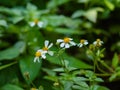 Close up view of tridax procumbens or tridax daisy is a type of weed. Royalty Free Stock Photo