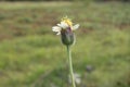 Close up view of tridax procumbens or tridax daisy is a type of weed. Royalty Free Stock Photo