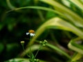 Close up view of tridax procumbens or tridax daisy is a type of weed. Royalty Free Stock Photo