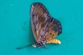 Close-up view of tropical butterfly with folded wings. Sharp details of wings, eyes, legs, antennae. Butterfly lying on its side. Royalty Free Stock Photo