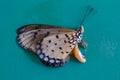 Close-up view of tropical butterfly with folded wings. Sharp details of wings, eyes, legs, antennae. Butterfly lying on its side. Royalty Free Stock Photo