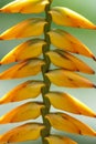 Close up view of tropical flower Heliconia Royalty Free Stock Photo