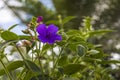 Close up view of tropical flowers Tibouchina urvilleana family Melastomataceae native to Brazil Royalty Free Stock Photo