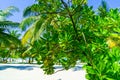 Close Up View of Tropical Palm Tree and exotic Plant on Sandy Beach Royalty Free Stock Photo