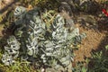 Close up view of a tropical plant Cotyledon orbiculate aloe. Royalty Free Stock Photo