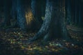 Close-up view of the trunks of trees in a magical forest