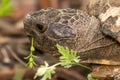 Close up view of a turtle head eating grass Royalty Free Stock Photo