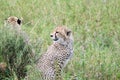 Close-up view of two African cheetahs sitting in the wild grass field Royalty Free Stock Photo