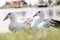 close up view of two andean gooses sitting on grass near water