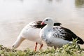 close up view of two andean gooses standing on grassy coast near water