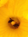 Close-up view of two bees looking for pollen inside a yellow pumpkin flower