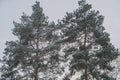 Close-up view of two coniferous trees possibly pines or firs covered in snowice crystals, overcast sky, diffuse lighting Royalty Free Stock Photo