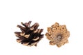 Close up view of two dry pine cones isolated on white background. Royalty Free Stock Photo