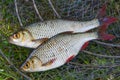 Close up view of two freshwater common rudd fish on black fishing net..