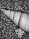 A close-up view of two horse cones oysters. Horse cones are members of a large group of shells.