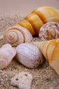 A close-up view of two horse cones oysters. Horse cones are members of a large group of shells.