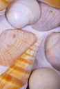 A close-up view of two horse cones oysters. Horse cones are members of a large group of shells.