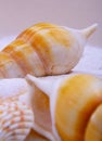 A close-up view of two horse cones oysters . Horse cones are members of a large group of shells.