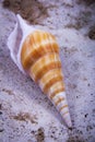 A close-up view of two horse cones oysters. Horse cones are members of a large group of shells.