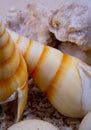 A close-up view of two horse cones oysters . Horse cones are members of a large group of shells.