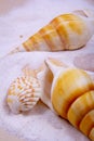 A close-up view of two horse cones oysters . Horse cones are members of a large group of shells.