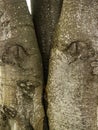 Close-Up View of Two Intertwined Tree Trunks with Detailed Bark Textures Royalty Free Stock Photo