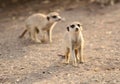Close-up view of two Meercats on the soil under the sunlight Royalty Free Stock Photo