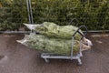 Close up view of two packed in net chrictmas tree on trolley ready for transport to customers car.