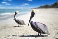 Close-up view of two pelicans on a ocean beach in Cuba, beautiful water and sky. Blurred background, bokeh, free space Royalty Free Stock Photo