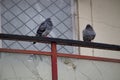 Pigeons sitting on fence
